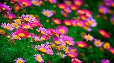 Most Beautiful Flowers Wallpapers - Top Free Most Beautiful Flowers ...
