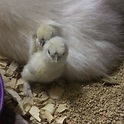 Two babies with momma this morning 🥰🐣 #silkie #silkies # ...