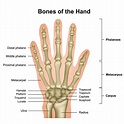 Finger Bones - JOI Jacksonville Orthopaedic Institute