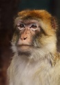 Primer de la cara del mono foto de archivo. Imagen de mono - 48777508