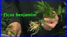 Ficus benjamini vermehren, einpflanzen und pflegen - YouTube