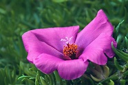 The Pink Flower Stigma - DLifeJourney