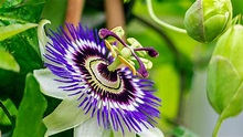 How To Successfully Grow And Care For Passion Flowers