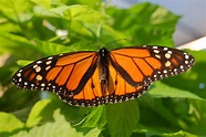 Butterfly Monarch Butterflies Facts | Butterfly