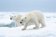 Foto de la película Polar Bear - Foto 8 por un total de 8 - SensaCine.com