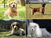 Razas De Perros Con Fotos / Diez Razas De Perros Que Parecen Cachorros ...