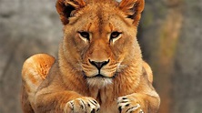 images of a lioness - HD Desktop Wallpapers | 4k HD