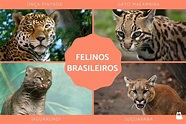 Felinos brasileiros - Habitat e características (com FOTOS)