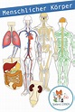 Organsysteme des menschliche Körpers - Bastelaktivität ...