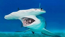 7 Características Generales Y Datos Valiosos Del Tiburón Martillo