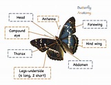 Butterfly Anatomy | Butterfly body parts, Butterfly lessons, Preschool ...