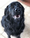 Black Golden retriever: The strikingly different dog - Golden Retriever ...