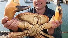 Pictures: The crab with giant claws - Mirror Online