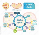 Krebs cycle vector illustration. Citric tricarboxylic acid labeled ...