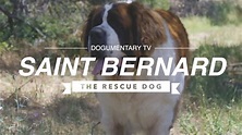 SAINT BERNARDS: RESCUING THE RESCUE DOG | st. bernard | Foci cung cấp ...