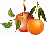 Apples And Oranges Vector - Vector download