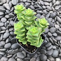 Crassula perforata - Necklace Vine (2" Pot) | Little Prince To Go