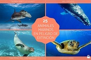 25 animales marinos en peligro de extinción - Nombres y FOTOS