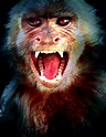 Blood Monkey – Anderson Media