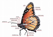ANIMAL KINGDOM :: INSECTS AND ARACHNIDS :: BUTTERFLY :: MORPHOLOGY OF A ...