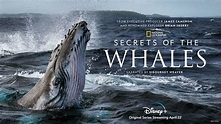 Secrets of the Whales Trailer From National Geographic - LRM