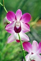 Wild Orchids Photograph by Michael Peychich - Fine Art America