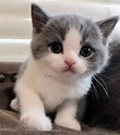 Cute little kitty ... | Cute baby cats, Kittens cutest, Cute baby animals