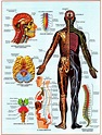 Fisiología del sistema nervioso - Sistema nervioso