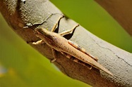 SALTAMONTES_GIGANTE/Grasshopper | Dionisio García | Flickr