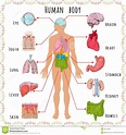 Human Body Main Organs Diagram ~ 'the Main Organs Of The Human Body' A4 ...