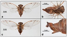 The path toward discovering a new species of Cicada