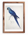 Arara-azul-de-lear por Edward Lear - das Coisas Naturais do Brasil