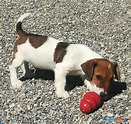 Cuccioli di jack Russell - Allevamento Professionale in vendita a Rocca ...