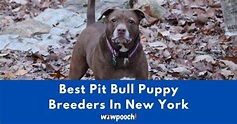 Top 7 Best Pit Bull Breeders In New York (NY) State