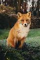 Red Fox | The Animal Facts | Appearance, Diet, Habitat, Behavior