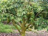 Annona muricata, guanábana soursop live tree fruit plants 5 to 12 ...