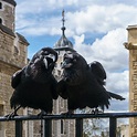 Los cuervos de la Torre de Londres: superstición real a la inglesa ...