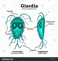 Structure Giardia Vector Illustration On Isolated Stock Vector (Royalty ...