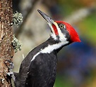 pileated woodpecker (Dryocopus pileatus); Image ONLY