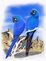 Eduardo Brettas - Bird Illustrator: Arara-azul-de-lear, Lear's Macaw (02)