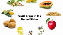 What Do You Know About Bioengineered Crops (a.k.a GMO’s)? | UC Davis ...