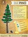 Infografía Especies Forestales de México: Pino. / Trees & Infographics ...