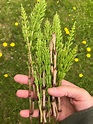 Horsetail — the wild edible. The medicinal plant that dates back… | by ...