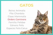 El nombre científico del gato | Taxonomia del gato, Gatos, Nombre ...