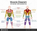 Human Body Parts Diagram With Names : Body Parts Diagram Man : Human ...