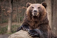 10 Incredible Brown Bear Facts - A-Z Animals