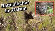 Rattenlöcher im Garten erkennen & Ratten loswerden - YouTube