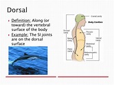 What Does Dorsal Mean In Anatomy - Anatomy Book