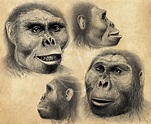 La evolución humana - Grupo de Investigadores del Parque Lineal (GIPL)