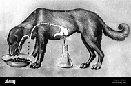 Hund pavlov -Fotos und -Bildmaterial in hoher Auflösung – Alamy